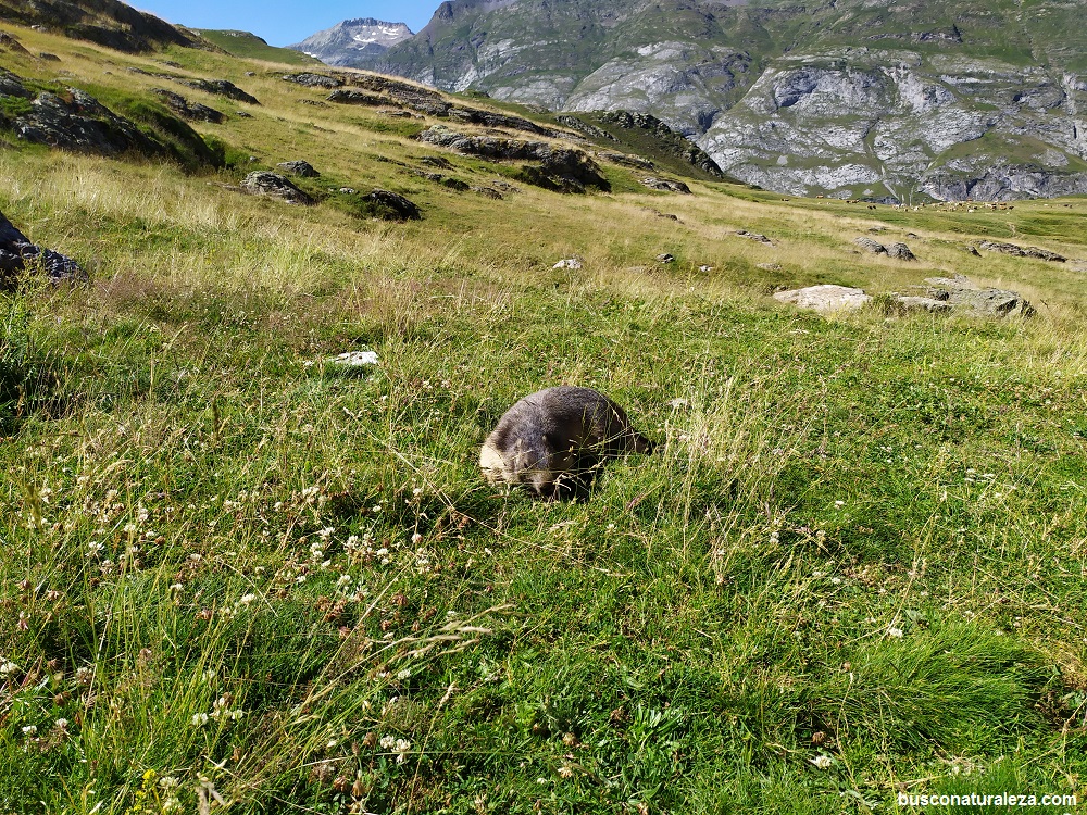 Marmota pirineos